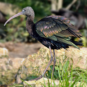 Glossy Ibis